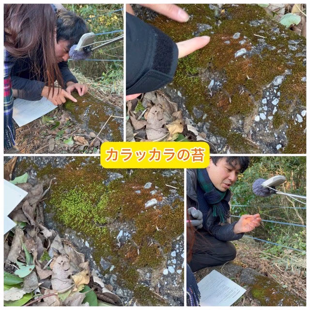 カラカラの苔.jpg