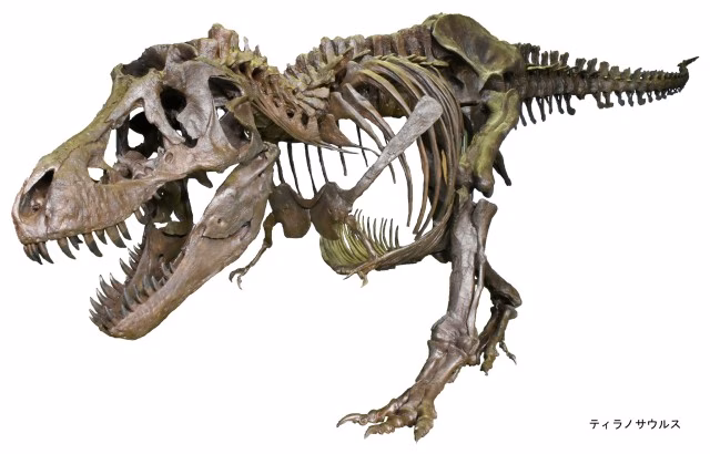 WEB用_10.ティラノサウルス.jpg