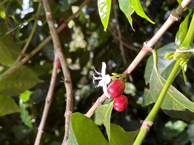 コーヒーチェリー.JPG