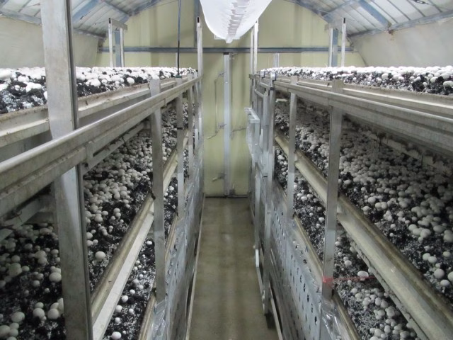 栽培画像 001.jpg