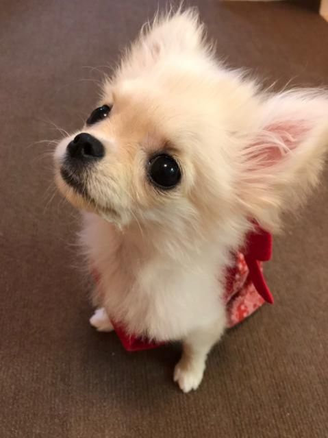 『とーさん “ぽむ” じゃけど？』