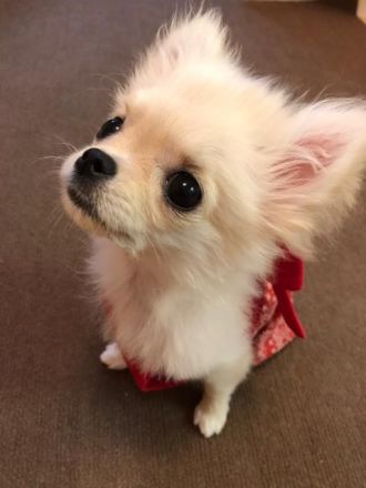 『とーさん “ぽむ” じゃけど？』