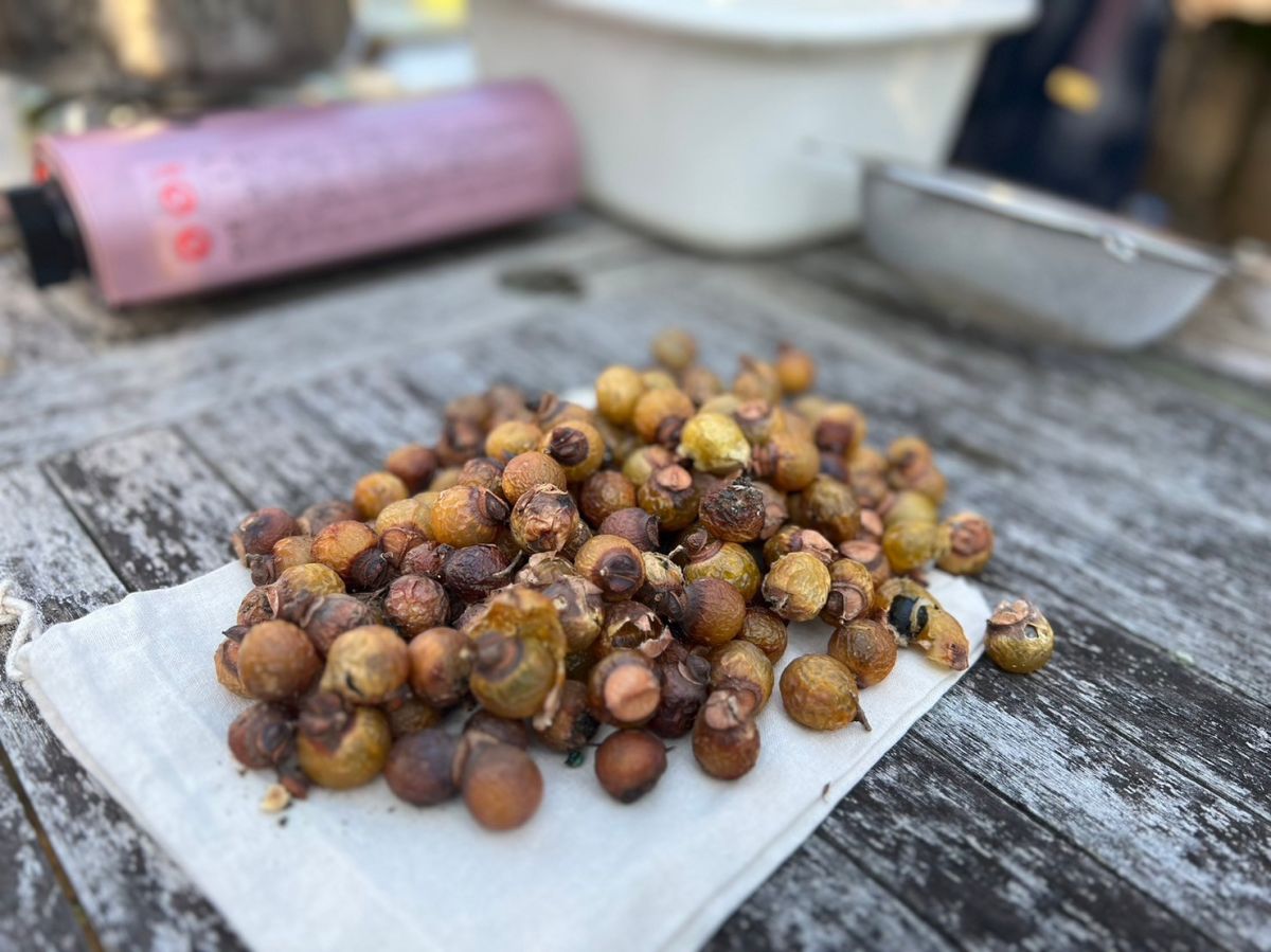 【＃３６　ソープナッツで洗剤をつくろう！】～Sato Note