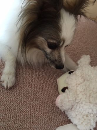 「ペットロスとどう向き合う？」