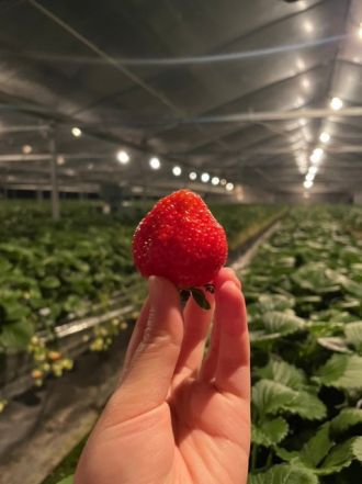 第98回「夜のいちご園で、いちご狩りデビュー！?」2024.2.6OA