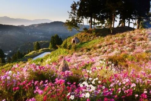 #02 山古志の自然音 薬師の杜の花畑　[Nature sounds of Yamakoshi ]  YAKUSHI-NO-MORI's flower garden