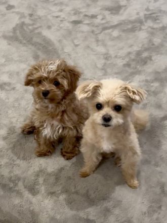 藤井悠のいただき！なるむに