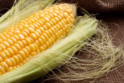 「【幸せを運ぶ】35000本の超高糖度・北海道産有機とうもろこし コロナから助けて」