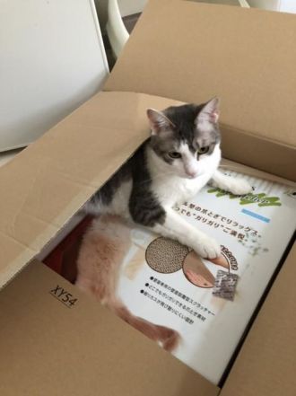 今日の音声コンテンツは、「引っ越しの準備って、いつから始めてますか？」