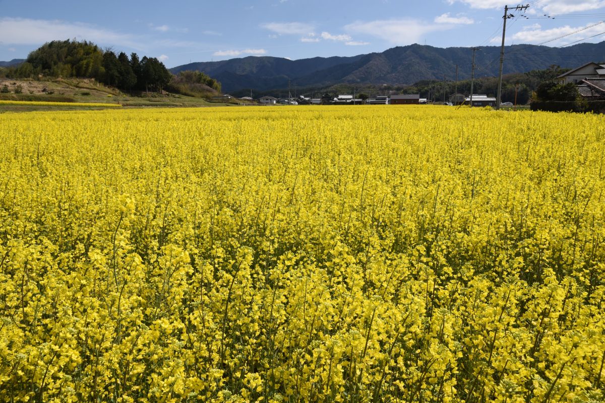 お宝ファイルNO.120　黄色い魔法のかかる町まんのう町　ひまわり畑の歴史