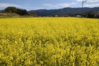 お宝ファイルNO.120　黄色い魔法のかかる町まんのう町　ひまわり畑の歴史