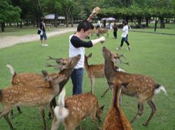 平城遷都1300年！これが奈良の世界遺産 ～奈良郊外編～
