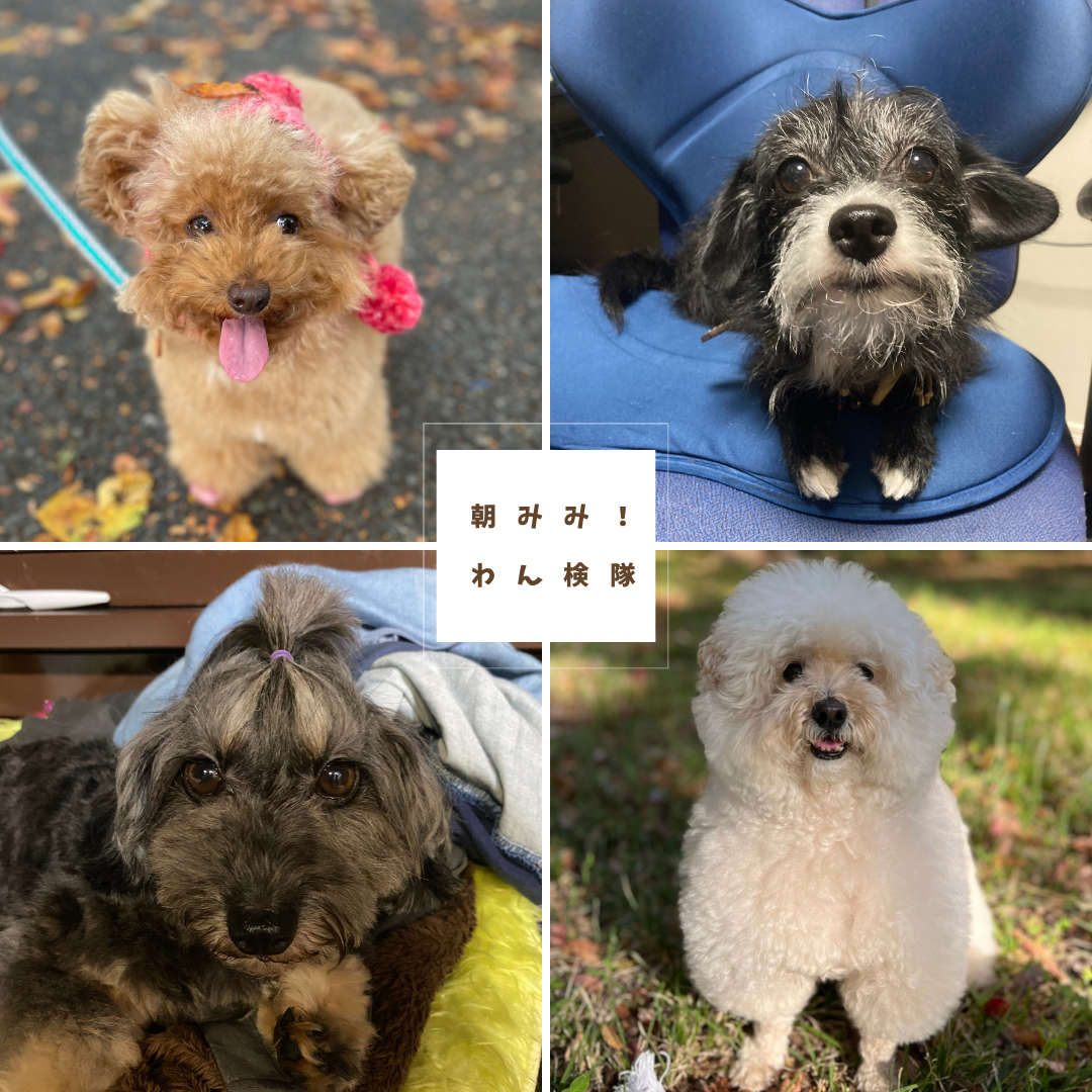朝みみ！探（わん）検隊《テコ＆オレオ＆聖子＆ソルト》とわんわんトラベル♪