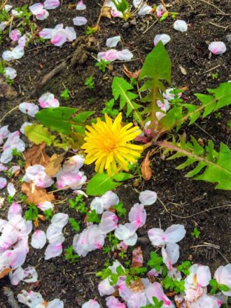 4月12日(水)今日の一コマ