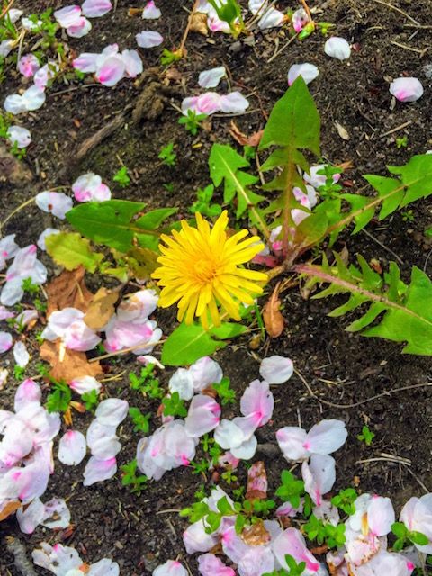 4月12日(水)今日の一コマ