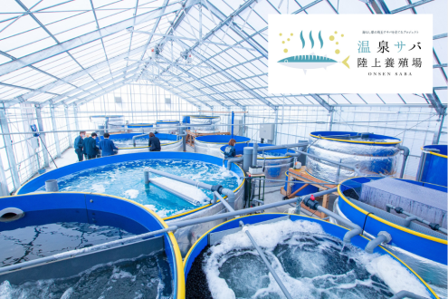 海なし県埼玉 のお風呂屋さんがサバの養殖にチャレンジ！／株式会社温泉道場・鎌田奈津実さん