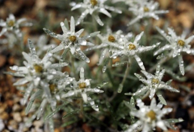 六甲高山植物園