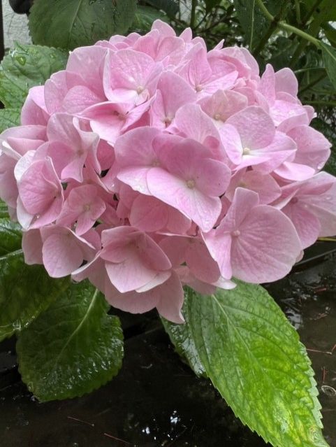 トラベリング・ミュージック宛てのメール待ってます。