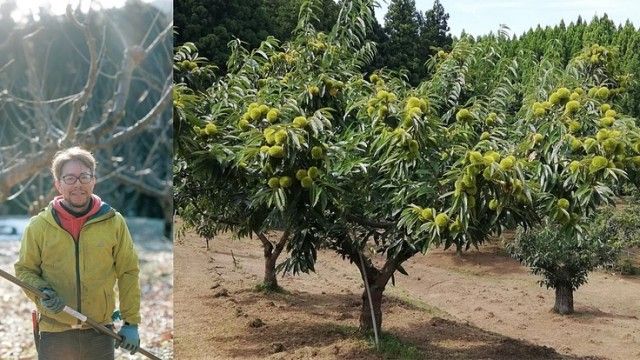 【和栗存続の危機】健康寿命が長い栗の樹を次世代へ継承したい