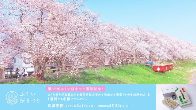 第37回ふくい桜まつりが開催される 福井県福井市から美山地区のお蕎麦 「みやま長寿そば」プレゼント！ フォロー＆リツイートキャンペーン