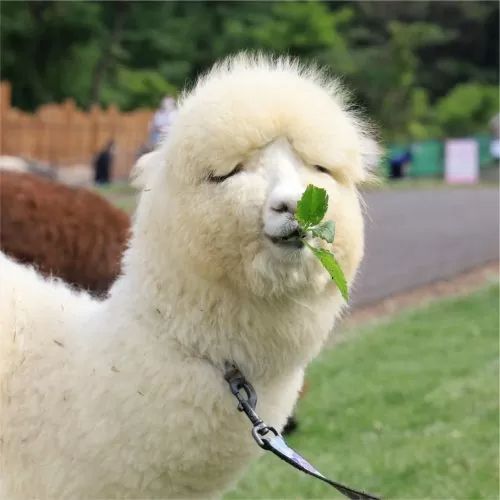 サラダファームヴィレッジ