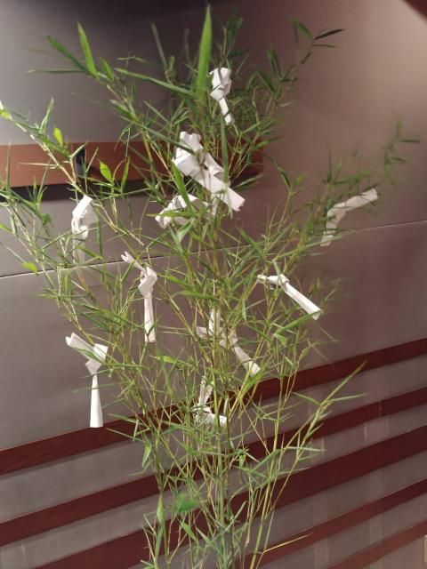 お願い事は笹に結び付けました！