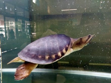 お宝ファイルNO.90　多度津高校ミニ水族館