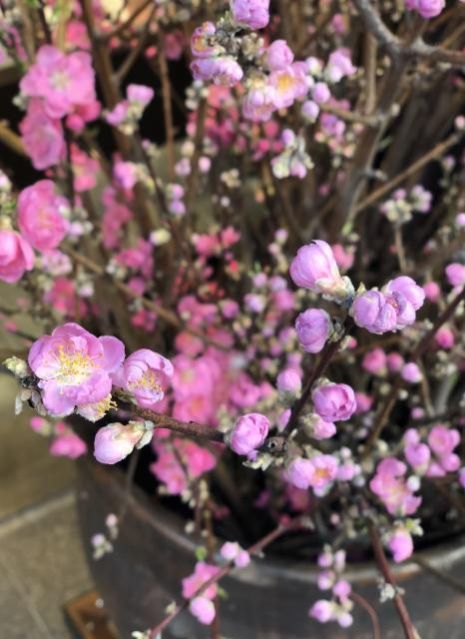 CITY GIRLS MUSIC #78《桜と春を彩るプレイリスト》