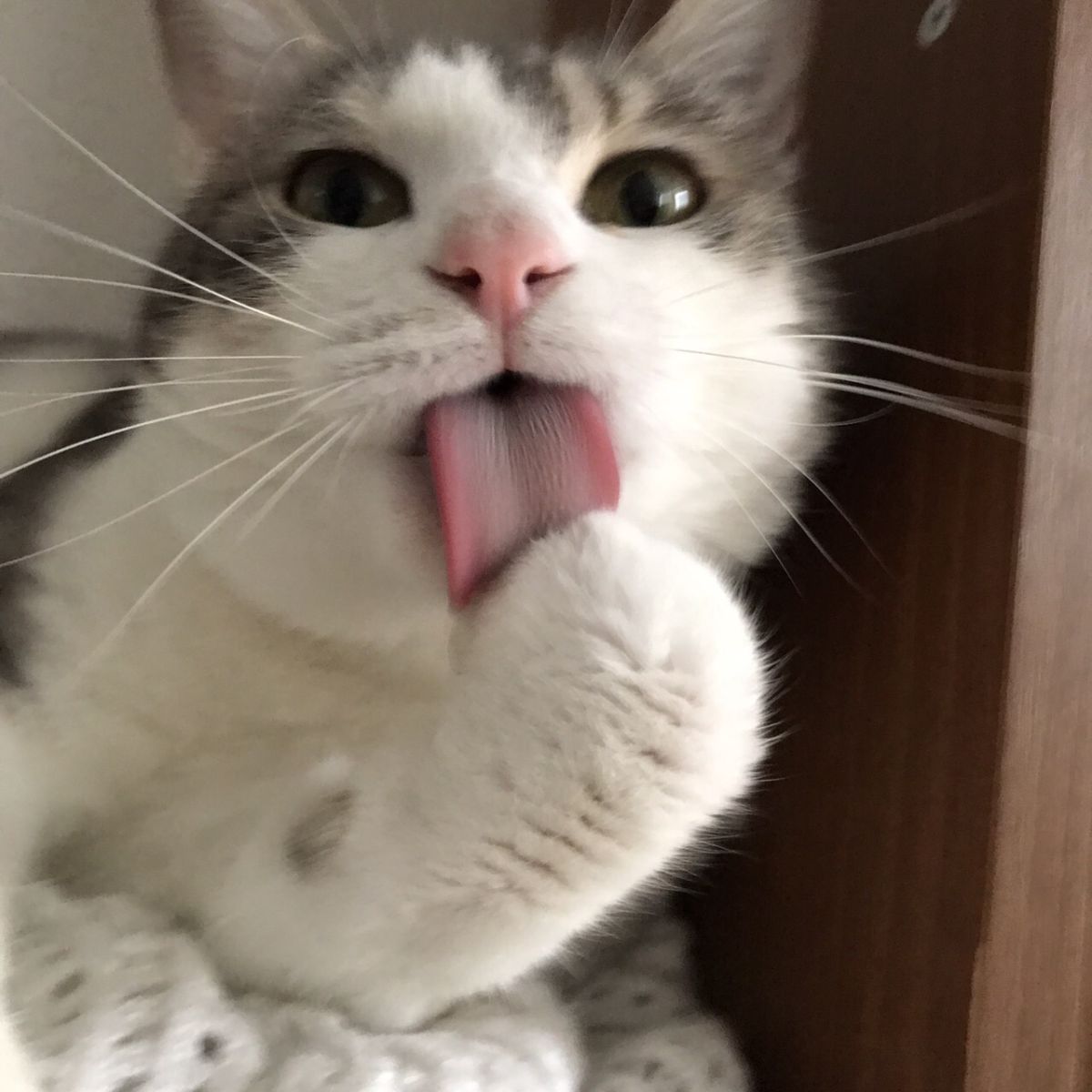 今回は華恵さん自宅からお届け！ねことの日常〜♪