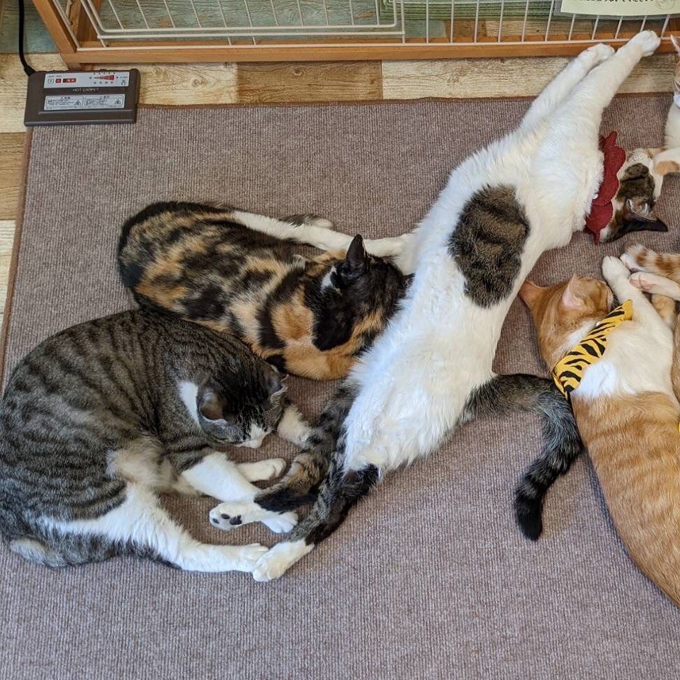 第３９回：「かわたにゃんず」