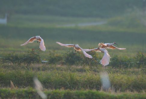 特別天然記念物トキが暮らせる環境を／佐渡市役所 農林水産部・土屋智起さん