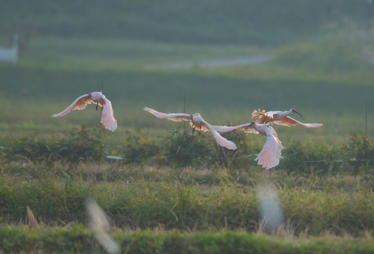 特別天然記念物トキが暮らせる環境を／佐渡市役所 農林水産部・土屋智起さん