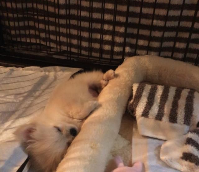 『とーさん “ぽむ” じゃけど？』