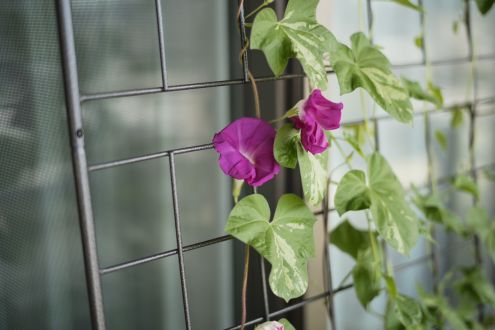 今回は、お悩みドロップキック！