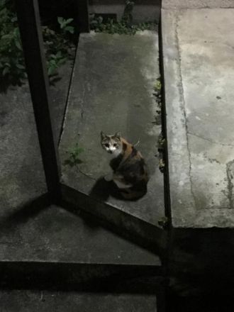 11月14日（火） 今日のメニューは？