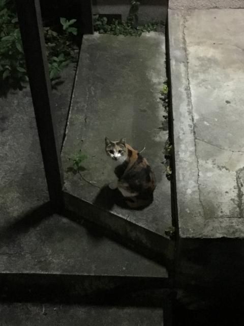 11月14日（火） 今日のメニューは？