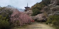 花の季節を迎えた安来清水寺