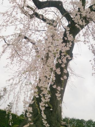 2015年4月8日（水）特集