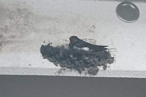 今日のメッセージテーマは「夏に向けて〇〇やってます！」