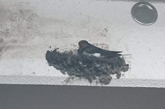 今日のメッセージテーマは「夏に向けて〇〇やってます！」