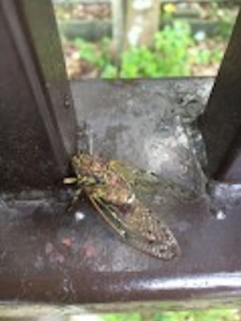 【HHP夏休み企画第一弾！ハッピー昆虫パーティー！】