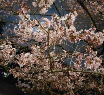 3月25日（月）  今日のメニューは？