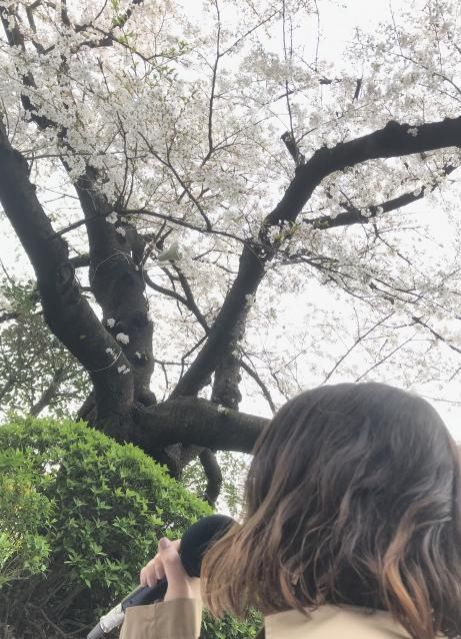 CITY GIRLS MUSIC #80《お弁当を持ってお花見へ！》