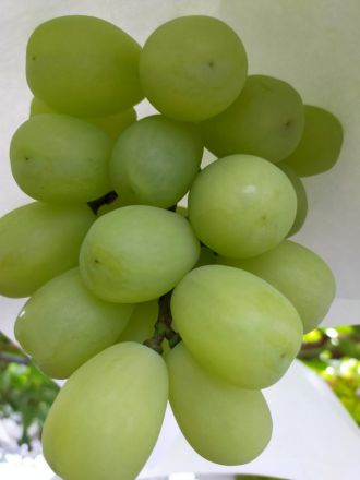 お宝ファイルNO.42　甘くて大きくてジューシー　だけど気難しい幻のブドウ　雄宝