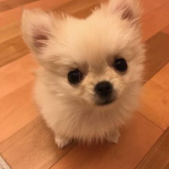 新企画！！『とーさん “ぽむ” じゃけど？』