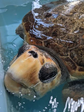 ウミガメリブ絵本製作実行委員会　代表　安部ゆきさん、メンバー山下ゆきえさん