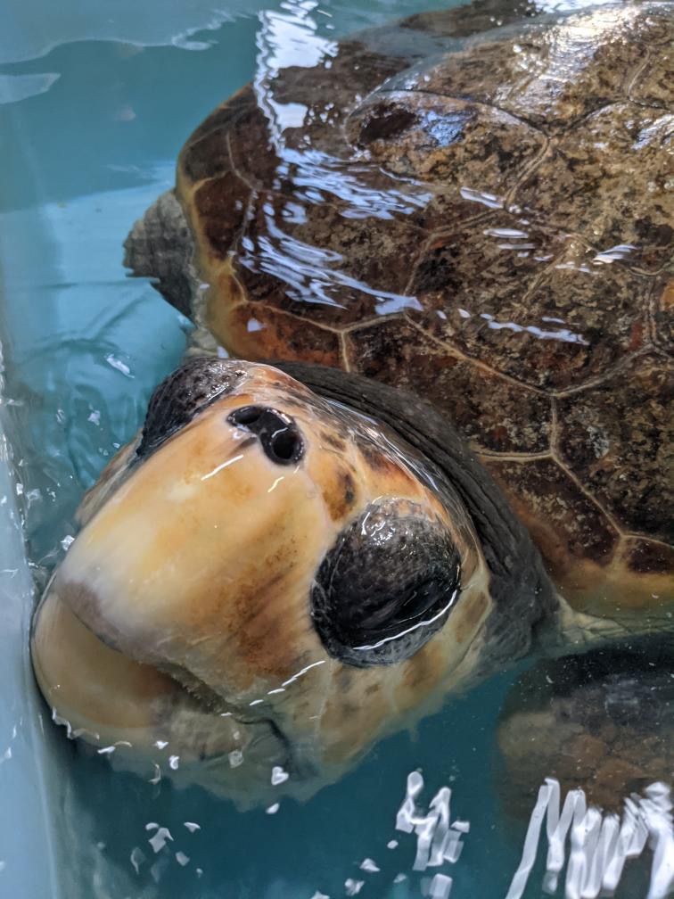 ウミガメリブ絵本製作実行委員会　代表　安部ゆきさん、メンバー山下ゆきえさん