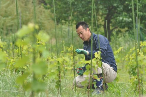 3月5日（月）岩手県大船渡市でワイナリーを立ち上げた及川武宏さんにインタビュー！（株式会社スリーピークス　代表取締役）①