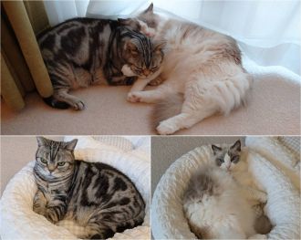 迎春?朝みみ！福袋・小林幸子スペシャル  ！！！ワンちゃん用?ネコちゃん?用