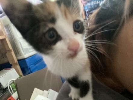 保護した猫ちゃんがもし脱走してしまったら・・・！？